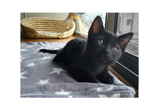 （代理募集）元気一杯な黒猫くん！