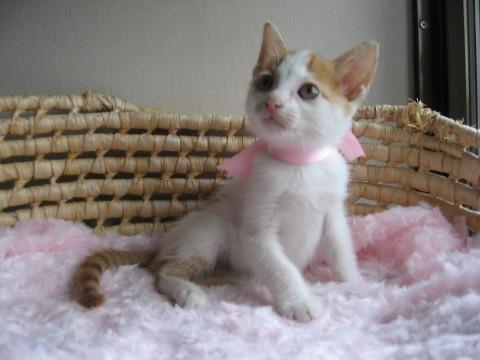 （代理募集）元気な愛らしい茶白ちゃん！