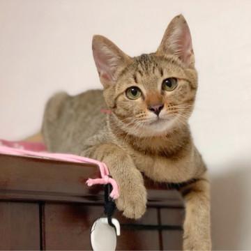 キジトラ美猫
