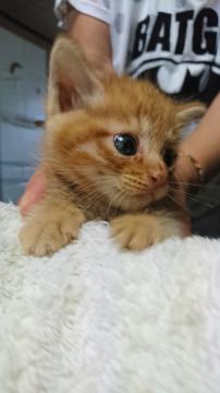 かわいいチャトラくん