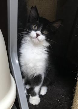 人馴れバツグン‼️長毛ハチワレ仔猫