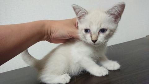 生後2ヶ月☆シャムMIX 女の子