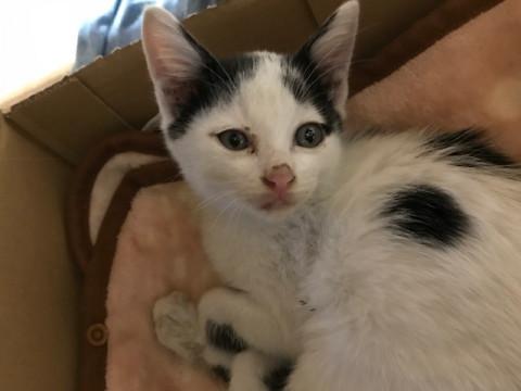 用水路から保護した子猫です