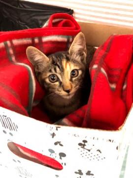 生後2～３か月の子猫ちゃん♪