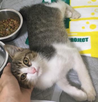 甘えん坊キジ白子猫♂(3ヶ月)ﾜｸﾁﾝ済