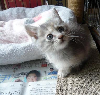 ちびっこグレーちゃん①