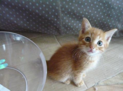 ちびっこ茶トラ君③