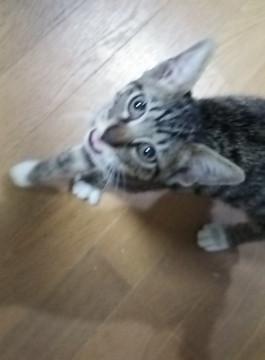 ソックスをはいた元気な子猫