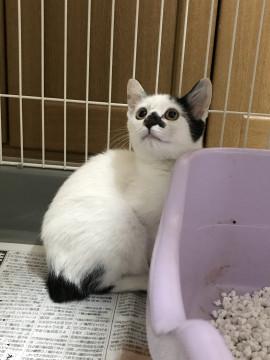 お鼻としっぽの黒がチャームポイント