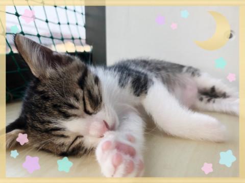 イケニャン兄弟❁*．来夢(らいむ)くん