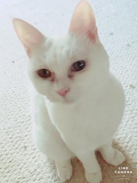 オッドアイ・人馴れ抜群の白猫♀