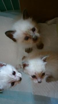 正式譲渡♥もなちゃん