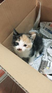人懐っこい三毛猫ちゃん里親募集