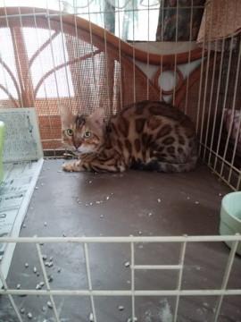 ブリダー崩壊のベンガルです。