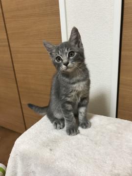 人・猫・犬慣れしてます！サバトラ男の子