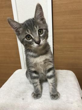人・猫・犬慣れしてます！キジトラ男の子