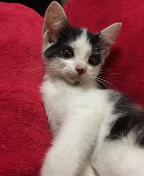 甘えっ子の子猫です♪