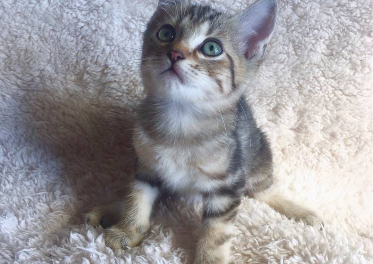 栃木県 生後2ヶ月の子猫 猫の里親募集 ネコジルシ