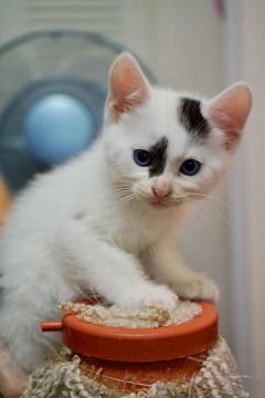 青い瞳のシロクロちゃん