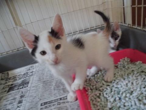 動画あり ごろすりの白三毛