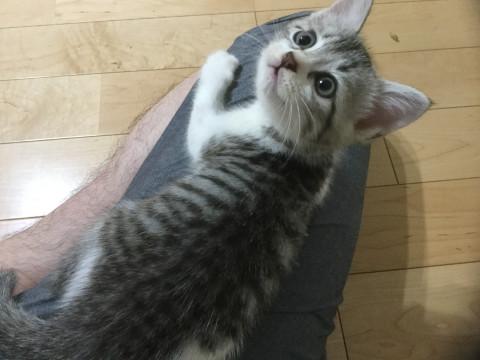 実家近くの林で保護した姉妹子猫ちゃん