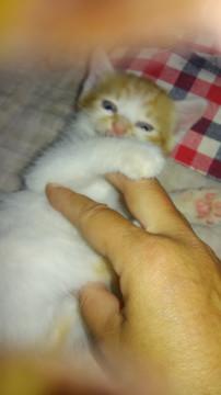 かわいい猫ちゃん