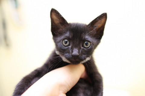 黒猫のおーちゃんの里親様募集