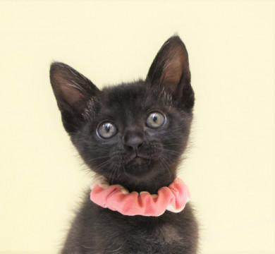 黒猫のぴーちゃんの里親様募集