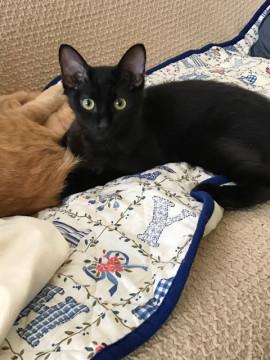 甘えたで、抱っこが大好きなコロンちゃん♪