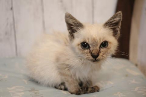 シャム猫風?の美猫ちゃん