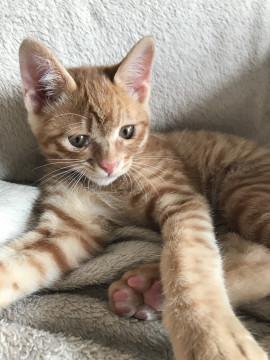 甘えん坊で寂しがりやの茶トラの子猫