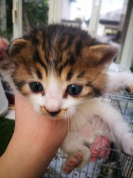 キジトラ白の女の子です　保護猫