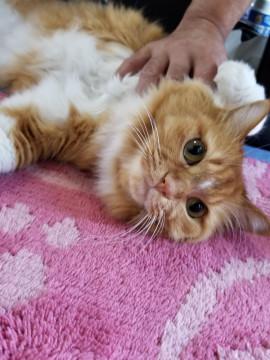 毛並みの美しい4歳くらいの美猫?