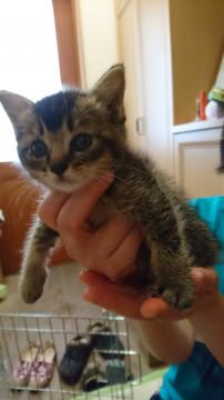 キジトラのひとなつっこい子猫です