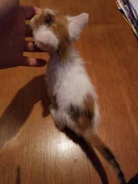 ハート❤️模様の三毛猫ちゃん