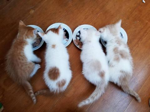 可愛い４兄妹