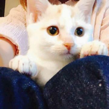 ぼくを家族にしてください