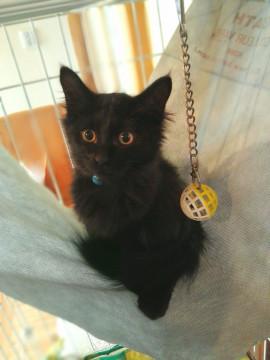 まっくろふわふわ長毛さん