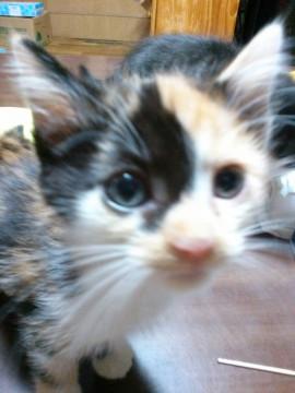 可愛い女の子です