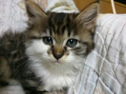 可愛い女の子です