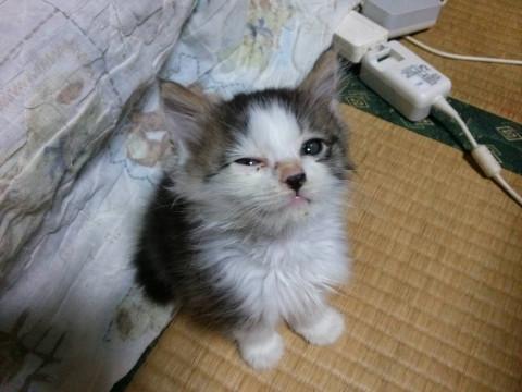 唯一の男の子