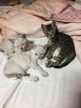 三匹の子猫里親さん募集