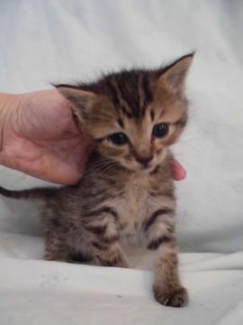 ころふわ赤ちゃん子猫 離乳中