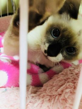 シャム系の可愛い茶々丸