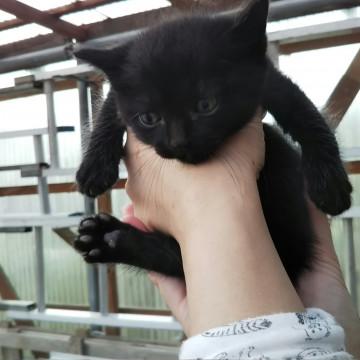 おっとり可愛い黒猫のあんちゃん