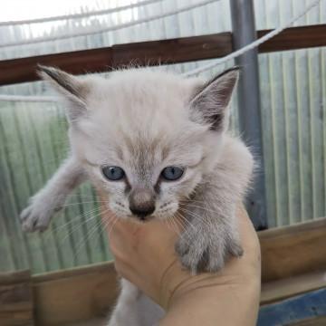 目がブルーのシャムミックスのらんちゃん