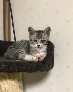 生命力の強い、靴下にゃんこ