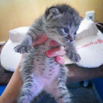 子猫★ホワンホワンズ①(28)