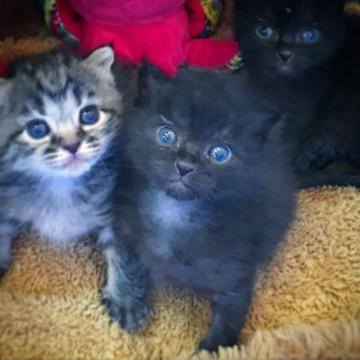 子猫★ホワンホワンズ②(2９)