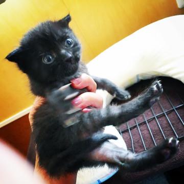 子猫★ホワンホワンズ③(30)